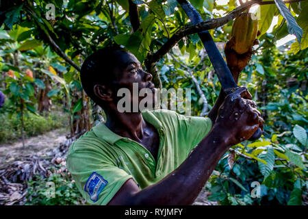 Kakao Pflanzmaschine Ernte auf seiner Plantage in der Nähe von Agboville, Elfenbeinküste. Stockfoto