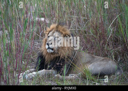 Löwe (Panthera leo). Krüger National Park. Südafrika. Stockfoto