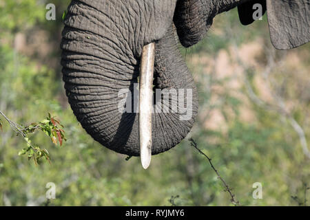 Afrikanischer Elefant (Loxodonta africana). Krüger National Park. Südafrika. Stockfoto