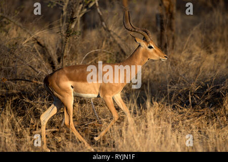 Impala (Aepyceros melampus). Krüger National Park. Südafrika. Stockfoto