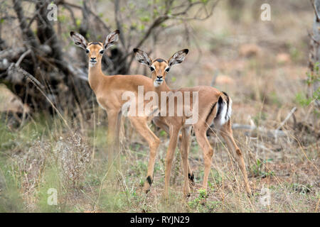 Weibliche Kudus. Krüger National Park. Südafrika. Stockfoto