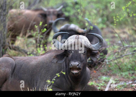 Afrikanischer Büffel (Syncerus Caffer). Krüger National Park. Südafrika. Stockfoto