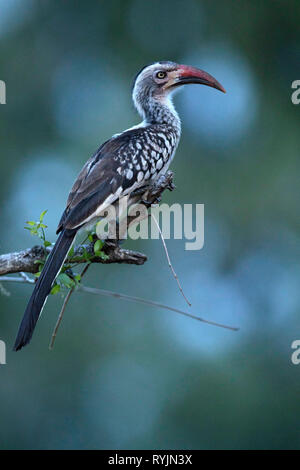 Nashornvogel (Bucerotidae) am Baum. Krüger National Park. Südafrika. Stockfoto