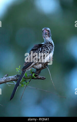 Nashornvogel (Bucerotidae) am Baum. Krüger National Park. Südafrika. Stockfoto