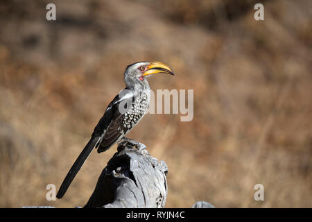 Nashornvogel (Bucerotidae) am Baum. Krüger National Park. Südafrika. Stockfoto