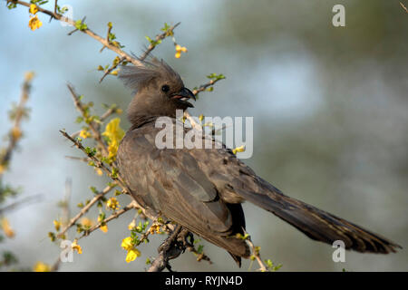 Grau-weg-bird (corythaixoides concolor). Krüger National Park. Südafrika. Stockfoto