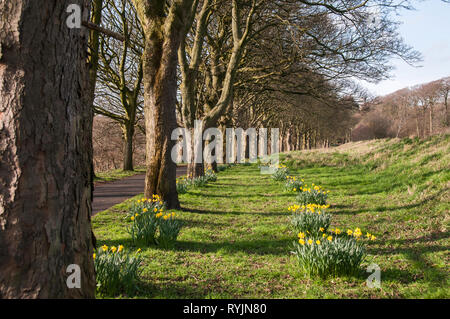 Um die UK-Frühling entlang des Flusses in Avenham Park, Preston Stockfoto