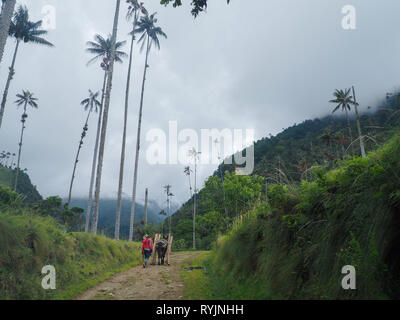 Cocora Tal mit herrlichen Wachs Palmen in Kolumbien Stockfoto