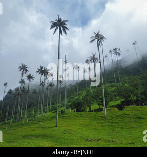 Cocora Tal mit herrlichen Wachs Palmen in Kolumbien Stockfoto