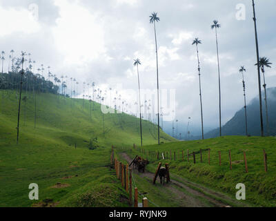 Cocora Tal mit herrlichen Wachs Palmen in Kolumbien Stockfoto