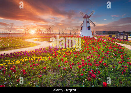 Tulip und schöne Landschaft mit Sunrise Stockfoto