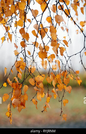 Herbst Blätter auf einem Baum. Norwegen. Stockfoto