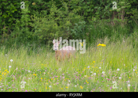 Männliche natürliche Reh Reh (capreolus) in grüne Wiese mit Blumen Stockfoto