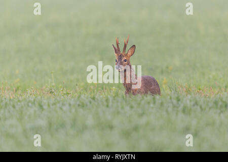 Junge natürliche männliche Rehe Buck (Lepus europaeus) in grüne Wiese Stockfoto