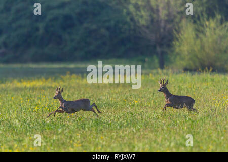 Zwei natürliche männliche Rehe Böcke (Lepus europaeus) in grüne Wiese Stockfoto