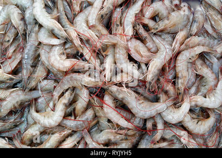 Fischmarkt. Frische Garnelen zum Verkauf. Ha Tien. Vietnam. Stockfoto