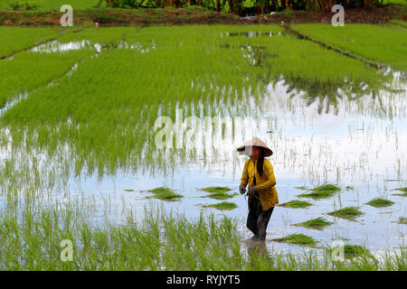 Mekong Delta. Frau Bauer Arbeiten in einem Reisfeld. Transplantation von Reis. Can Tho. Vietnam. Stockfoto