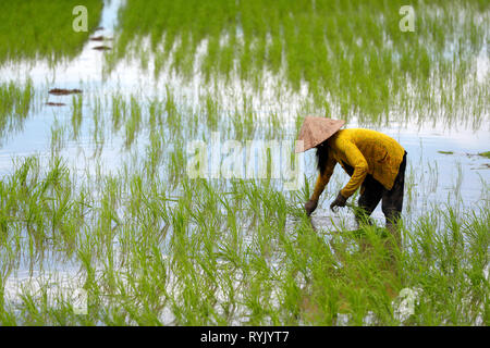 Mekong Delta. Frau Bauer Arbeiten in einem Reisfeld. Transplantation von Reis. Can Tho. Vietnam. Stockfoto