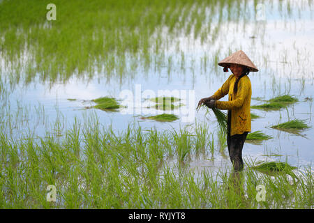 Mekong Delta. Frau Bauer Arbeiten in einem Reisfeld. Transplantation von Reis. Can Tho. Vietnam. Stockfoto