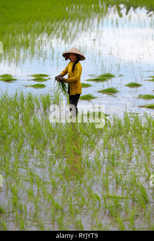 Mekong Delta. Frau Bauer Arbeiten in einem Reisfeld. Transplantation von Reis. Can Tho. Vietnam. Stockfoto