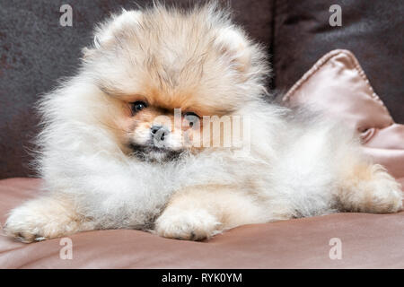 Cute pomeranian Welpen Hund liegend auf goldenen satin Kissen auf dem Bett. Close Up. Stockfoto