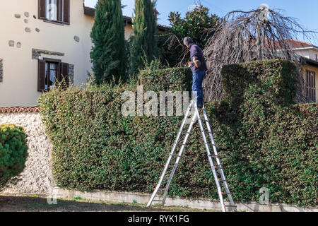 Mann bei der Arbeit auf einer Leiter mit der Heckenschere in Aktion. Gartenarbeit und Schneiden. Sträucher beschneiden. Stockfoto