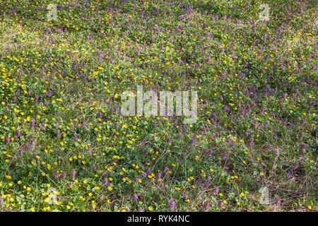 Allgemeine Ansicht blühende Pflanze von Corydalis solida und Sumpfdotterblume (Caltha palustris) blühen im Frühjahr Wald. Klein, gelb und lila Blumen Stockfoto