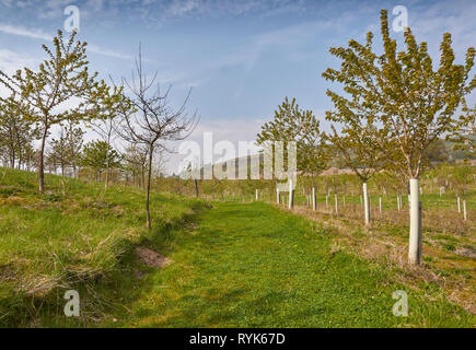 Ein Weg durch das Gras gemäht zwischen den neu gepflanzten Bäumen auf der Murton Nature Reserve, ein Altes Kieswerk, in der Nähe von Forfar, Angus, Schottland. Stockfoto