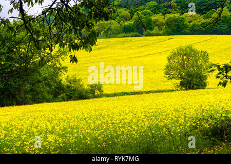 Herrliche Sicht auf eine gelb blühende Raps (Brassica napus) Feld an einem Waldrand mit einem erhöhten für Jäger im Hintergrund in der Mitte Deutschlands verstecken. Stockfoto