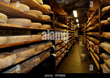 Handwerkliche Beaufort Käse in der Veredelung in einem traditionellen Weinkeller. Rognaix. Frankreich. Stockfoto