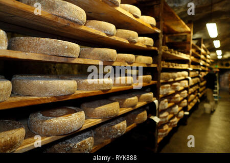 Handwerkliche Beaufort Käse in der Veredelung in einem traditionellen Weinkeller. Rognaix. Frankreich. Stockfoto