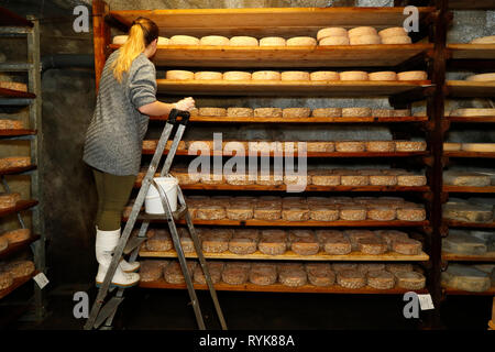 Handwerkliche Tomme in der Veredelung in einem traditionellen Weinkeller. Rognaix. Frankreich. Stockfoto