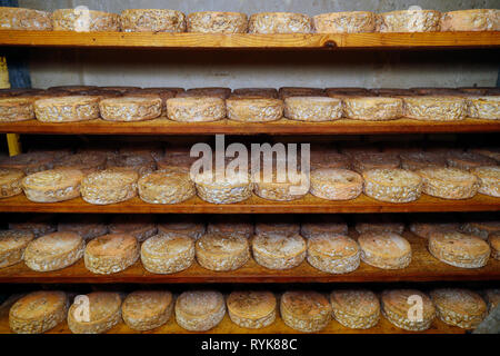 Handwerkliche Tomme in der Veredelung in einem traditionellen Weinkeller. Rognaix. Frankreich. Stockfoto