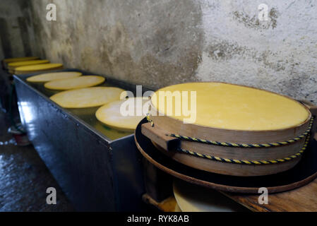 Die französischen Alpen. Handwerkliche Beaufort Käse Werk. Die verwendete Milch stammt aus der Tarine Kühe, die in der hohen Weiden grasen. Peisey Nancroix. Frankreich. Stockfoto