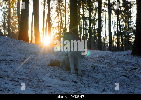 Eine Hunderasse Husky in den Wäldern im Frühjahr sitzt und schaut zurück, erhebt sich die Sonne hinter einem Hügel mit Schnee bedeckt. Stockfoto