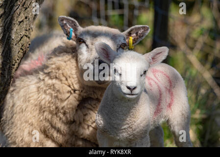 Entitled ewe mit Texel gezeugt Lamm, Chipping, Lancashire. Stockfoto