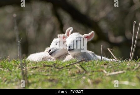 Texel gezeugt Lämmer schlafen, Chipping, Lancashire. Stockfoto