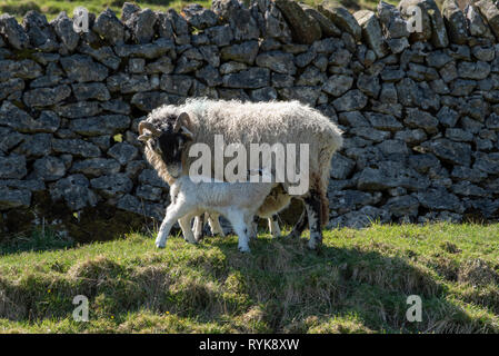 Swaledale ewe Fütterung/Lämmer, Whitewell, Lancashire. Stockfoto