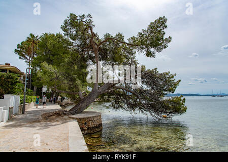 Pine Walk in Port de Pollenca, Mallorca, Spanien. Stockfoto
