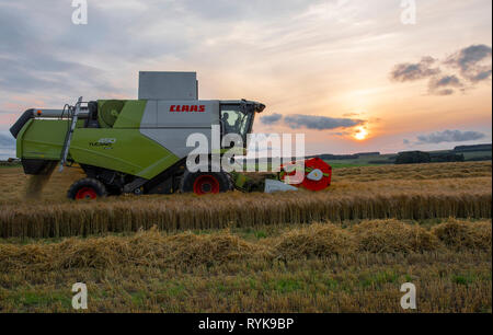 Abend die Kombination einer Ernte von Gerste in der Nähe von Lauder, Berwickshire, Scottish Borders. Stockfoto