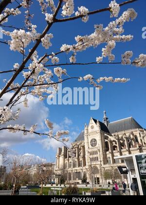 Cherry Blossom vor saint-eustache Kirche, St. Eustatius Kirche, eglise Saint Eustache, Les Halles, Paris, Frankreich Stockfoto