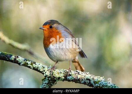 Robin auf einer Flechte bedeckt tree branch, Leighton Moos, Carnforth, Lancashire. Stockfoto