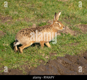 Europäische Feldhase mit einem Traktor rut in Schlamm, Whitewell, Lancashire. Stockfoto