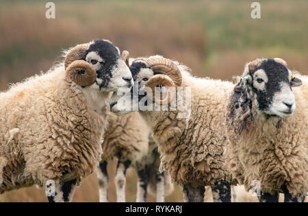 Eine Gruppe von swaledale Widder, Marshaw, Lancaster, Lancashire. Stockfoto