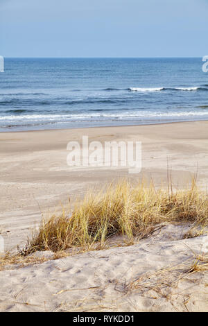 Getrocknetes Gras auf einem Strand, Düne, selektiven Fokus. Stockfoto