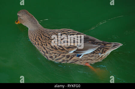 Braun Enten schwimmen im Wasser, Ansicht schließen Stockfoto
