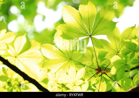 Frühling Hintergrund, grüne Kastanien Blätter auf hellen verschwommenen Hintergrund Stockfoto