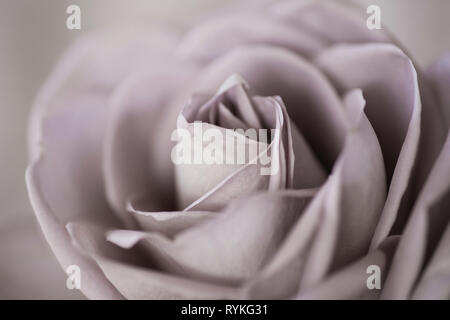 Rosa Rose, single dusky Pink Rose Blume in der Nähe Stockfoto
