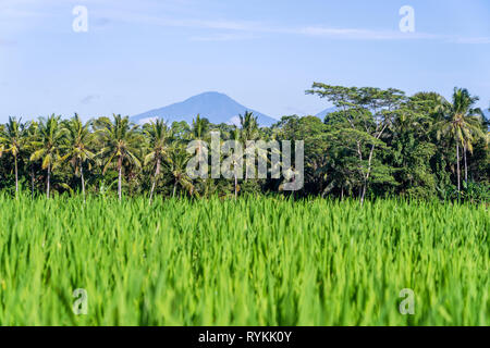 Landschaft mit grünen Reisfeldern, Palmen und Agung Vulkan bei sonnigen Tag in Insel Bali, Indonesien. Natur und Travel Concept Stockfoto