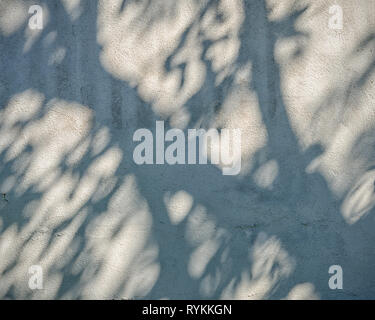 Close-up von Zement Wand mit einem Schatten eines Baumes auf seiner Oberfläche. Stockfoto